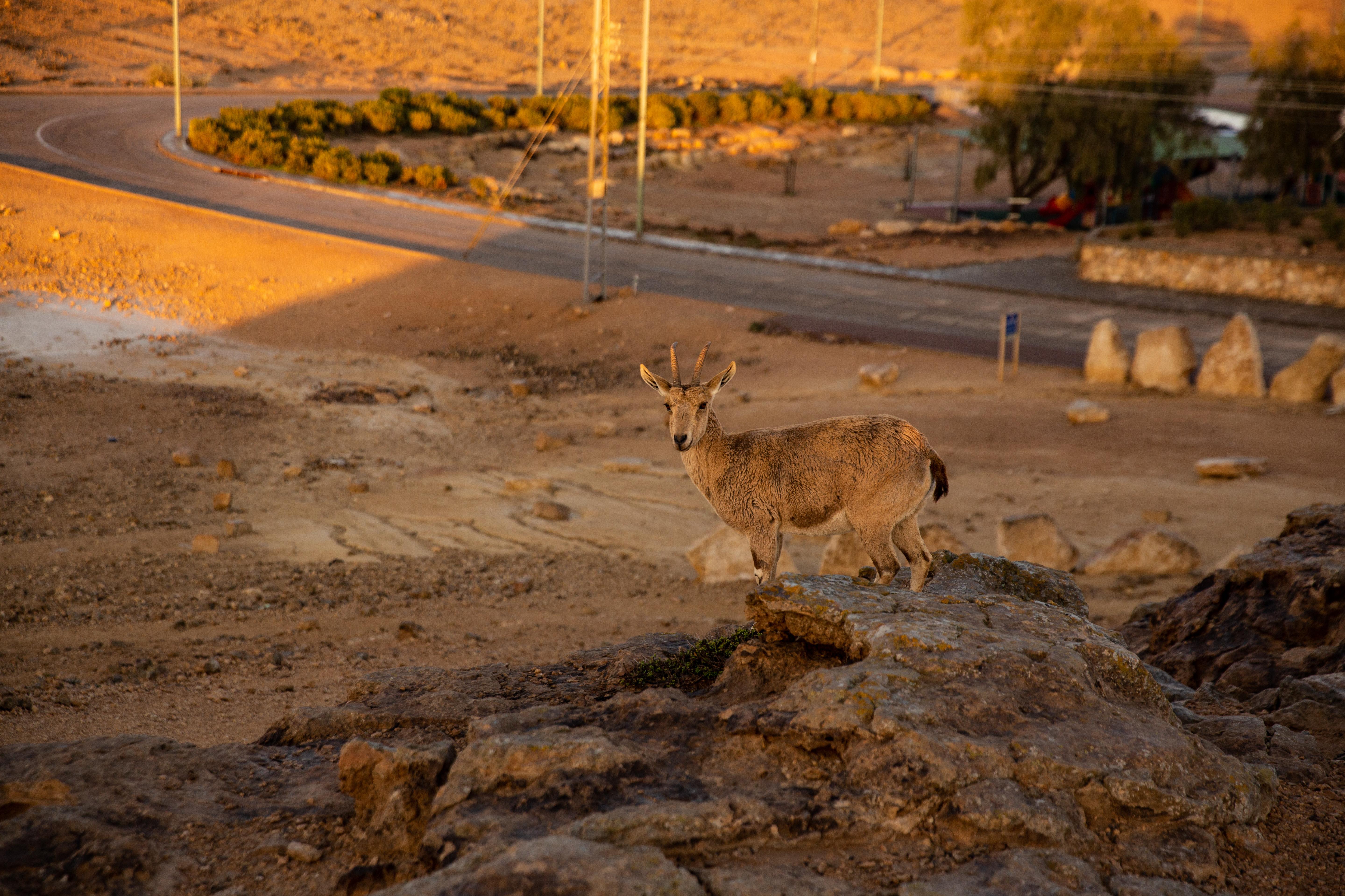 Ramon Suites By Smart Hotels Mitzpe Ramon Exteriör bild